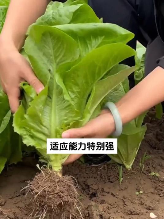比生菜脆,耐寒不生虫,孔雀菜营养丰富!