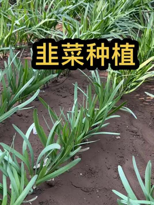 在家种韭菜,别用种子选苗种,健康蔬菜轻松来