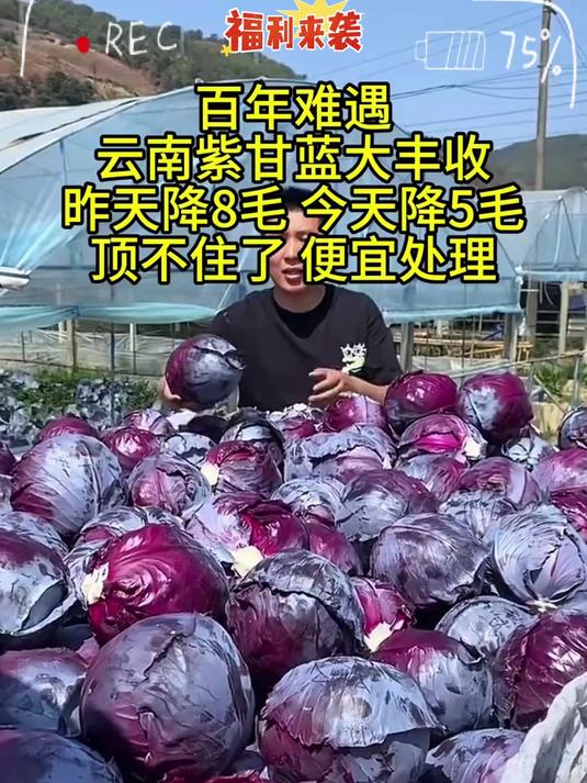 紫甘蓝的脆嫩口感清甜营养丰富_太好吃啦