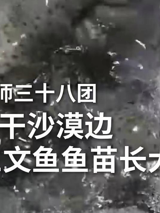 塔克拉玛干沙漠边的水库里，33万尾三文鱼鱼苗长大了