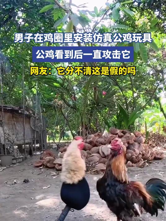 男子在鸡圈里安装仿真公鸡玩具,公鸡看到后一直攻击它