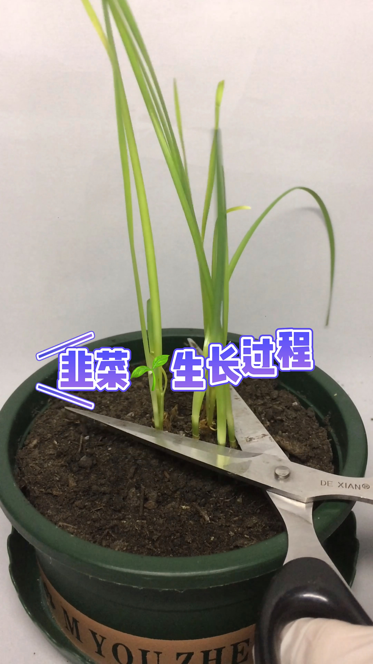 韭菜9天生长过程