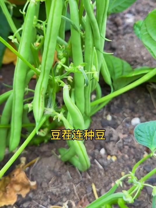 蔬菜轮作种植,记住这个口诀,种啥都有好收成