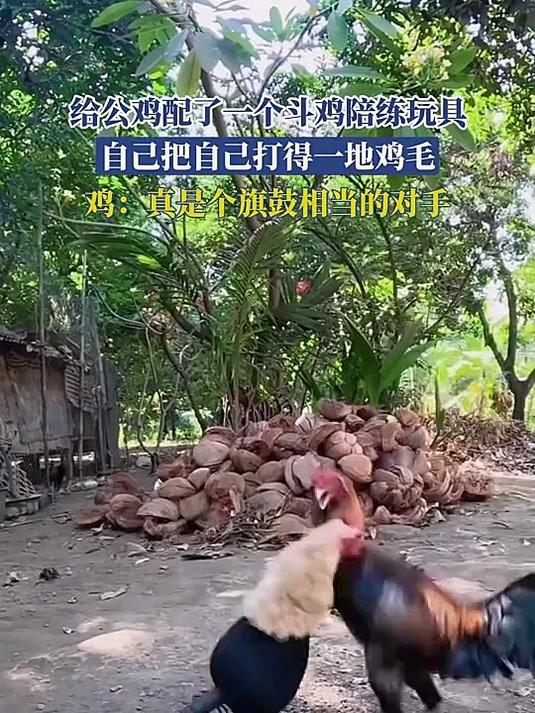 给公鸡配了一个斗鸡陪练玩具，自己把自己打得一地鸡毛