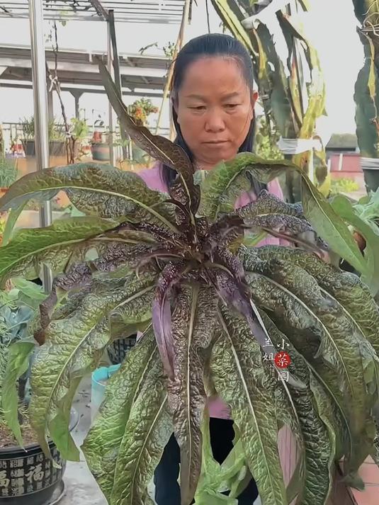 解锁紫色油麦菜的美味密码!