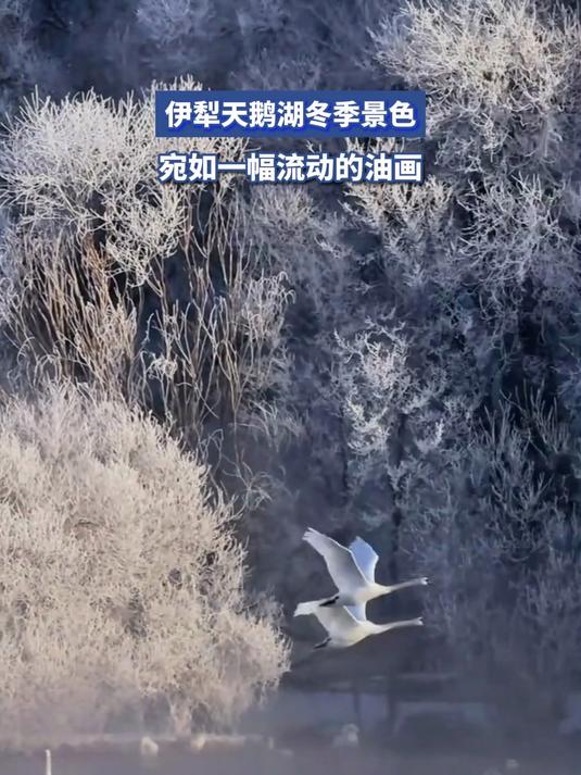 伊犁天鹅湖冬季景色宛如一幅流动的油画