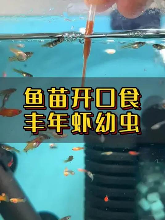 鱼苗开口就选丰年虾幼虫,吸收佳长得快,真不错!
