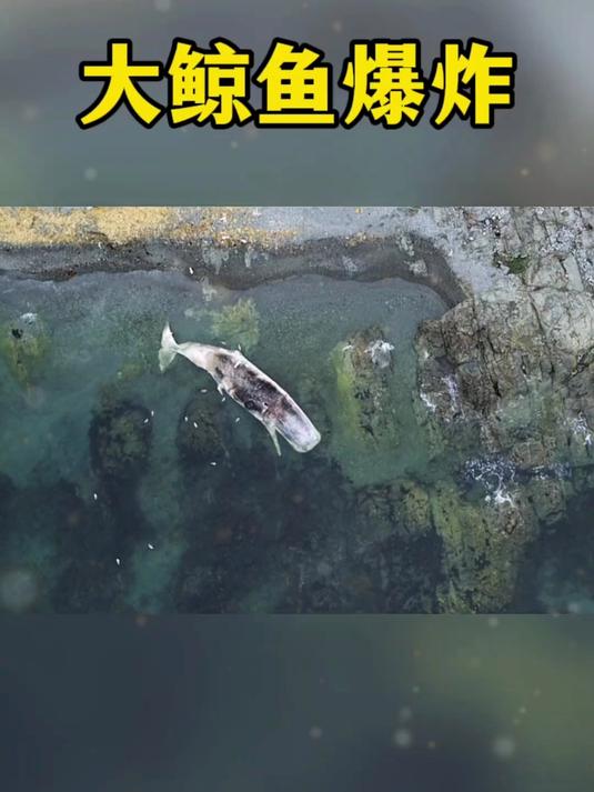 鲸鱼爆炸,真危险啊