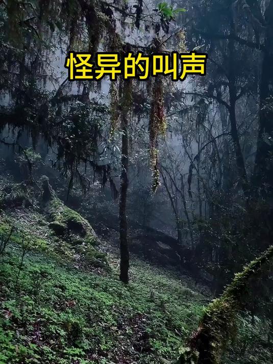 树林里经常会发出一些无法解释的声音来吓人#花满春城我代言#