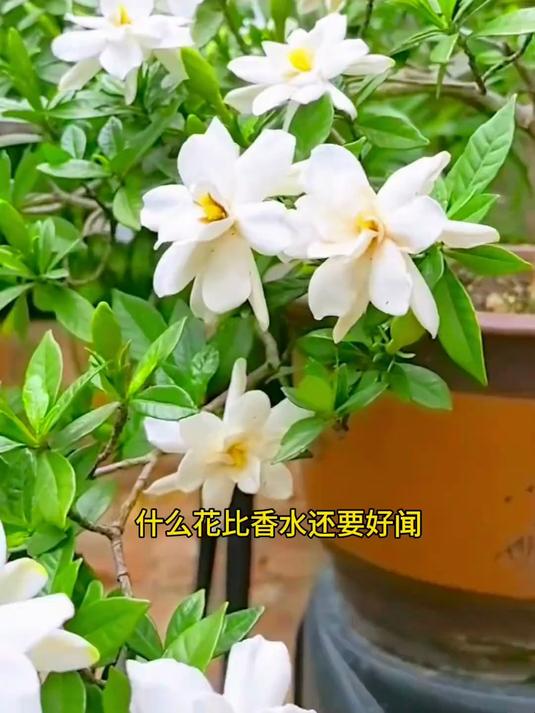 见过的花里面,枙子花是最香的一种了吧?快在家里养起来吧!