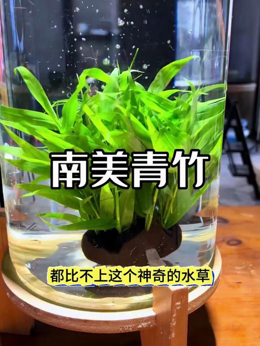 鱼缸后景首选南美青竹，耐养易活净化水质，给观赏鱼营造隐蔽休憩的天然环境#养鱼##鱼缸造景#