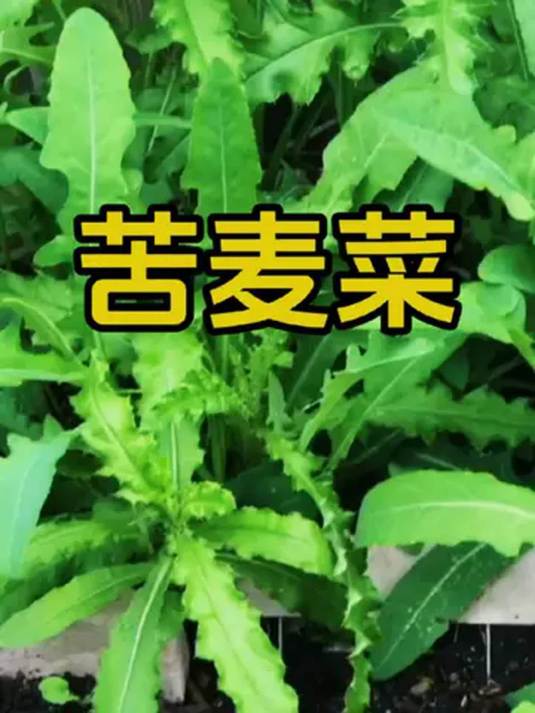 苦麦菜苦麻菜良种 四季耐热 自家菜园快种