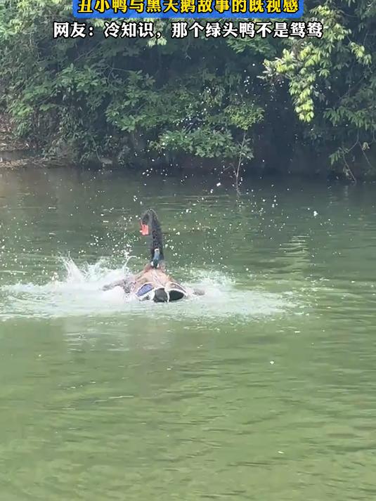 黑天鹅与绿头鸭子大战,丑小鸭与黑天鹅故事,网友:冷知识