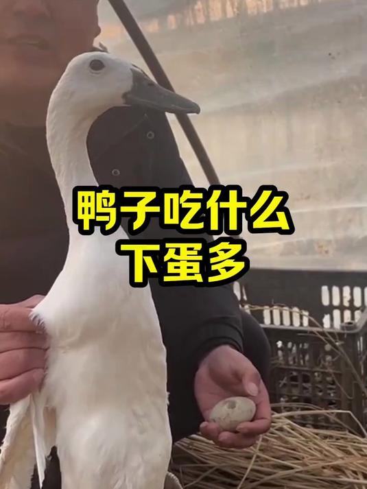 鸭子吃什么下蛋多