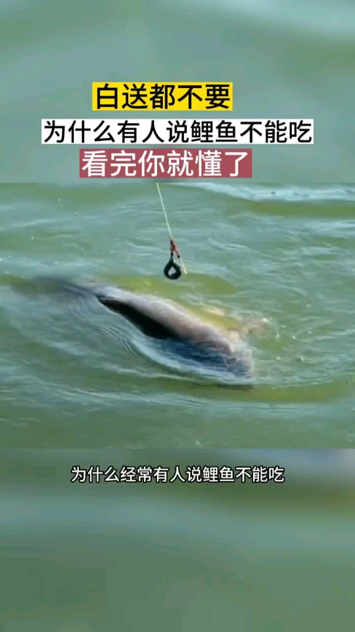 为什么有人说鲤鱼不能吃