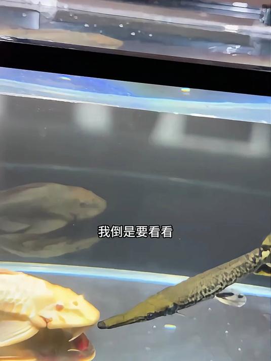 把蓝环章鱼吃掉会发生什么?