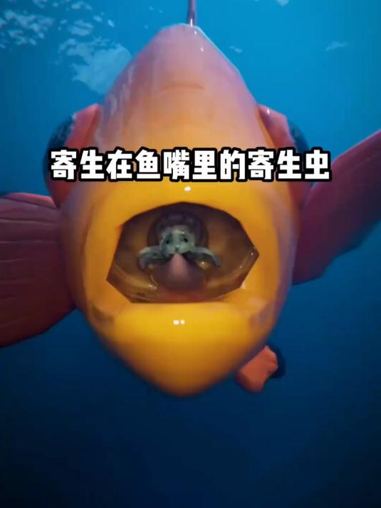 寄生在鱼嘴里的寄生虫,看看它是如何寄生的?