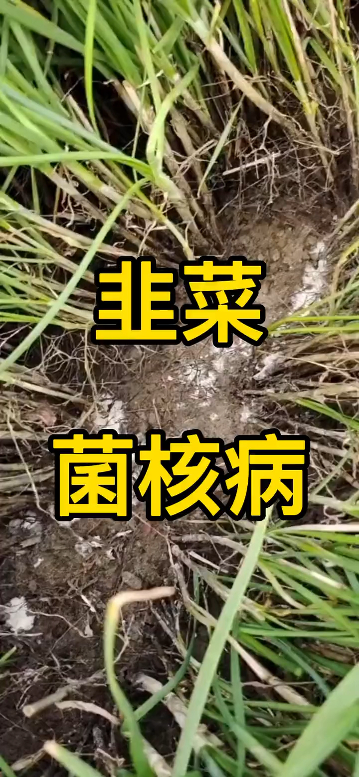 韭菜菌核病如何防治