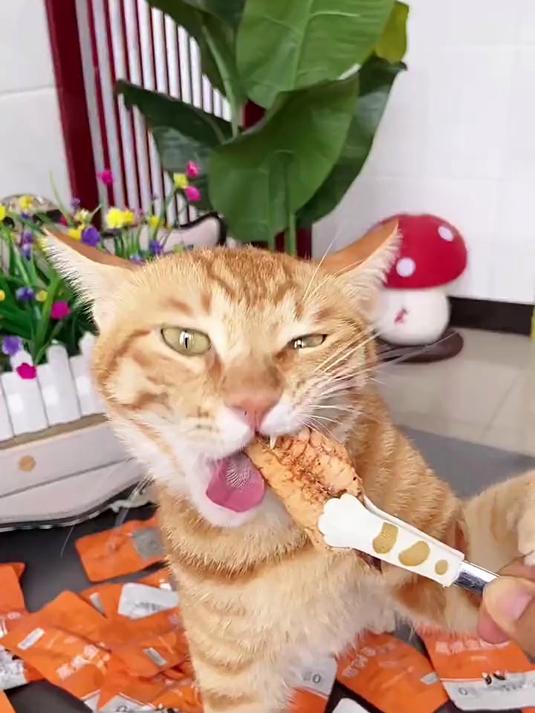 蒸煮金枪鱼猫狗都能吃的金枪鱼肉,营养丰富,肉质软嫩多