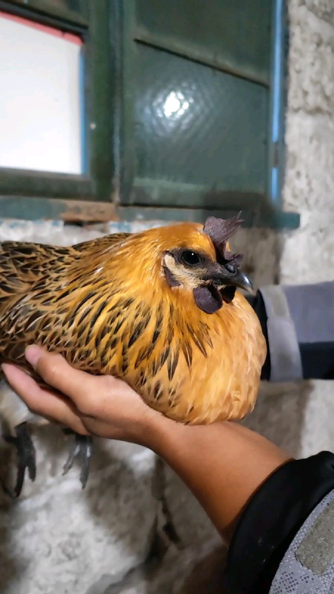 遇到野性的鸡，赶快使用小林抱鸡大法驯服他