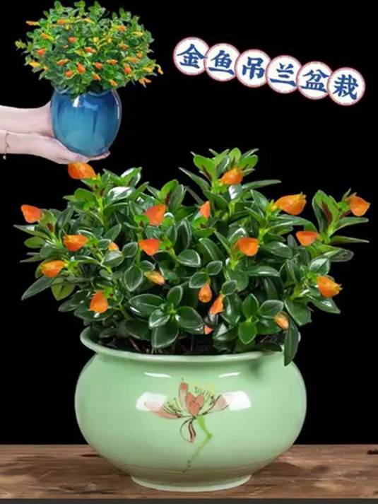 金鱼吊兰盆栽四季常绿 开花似鱼灵动 好养易活