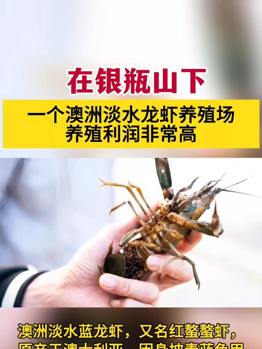 厉害!大山下养殖这种虾,市场供不应求,年利润非常可观!