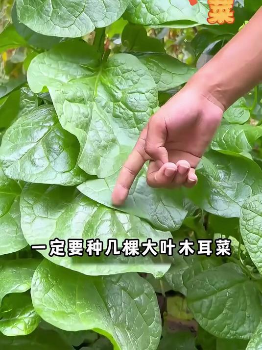不招虫的懒人菜,大叶木耳菜种四季可播,鲜嫩滑口全家爱