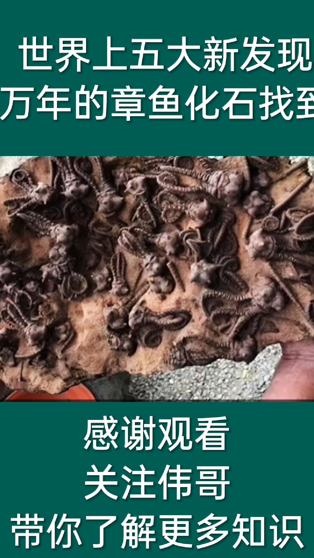 世界上五大新发现上万年的章鱼化石找到了