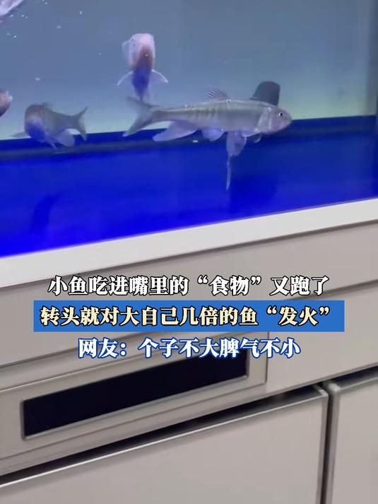 小鱼吃进嘴里的“食物”跑了,转头就对大自己几倍的鱼“发火”