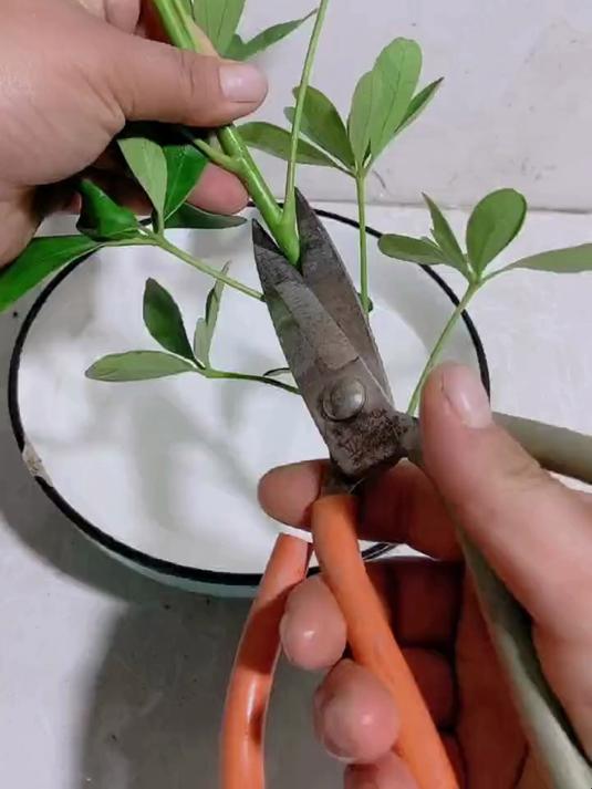 水培鸭掌木生根更快