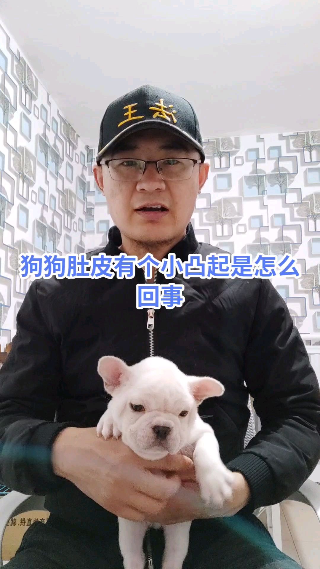 狗狗肚皮上有个小凸起是怎么回事