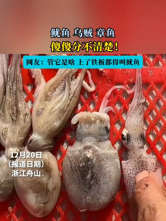 鱿鱼、乌贼和章鱼,傻傻分不清楚!管它是啥,上了铁板都得叫鱿鱼