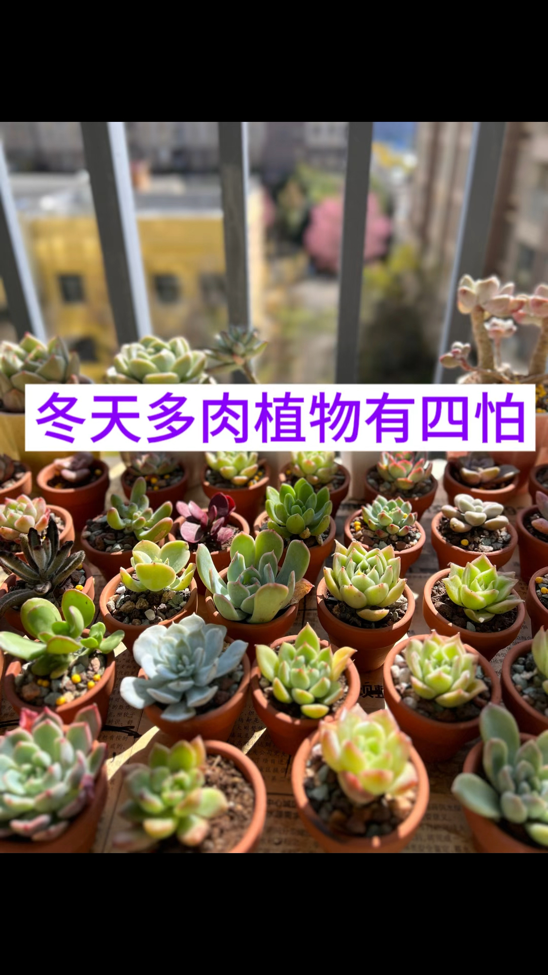 冬天多肉植物有四怕,看看养护多肉技巧
