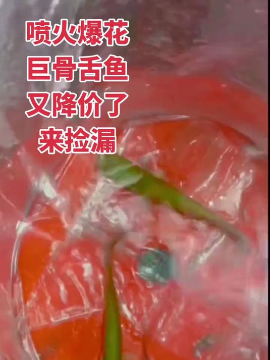 喷火爆花小巨骨舌鱼,15公分左右,包血统,包全品