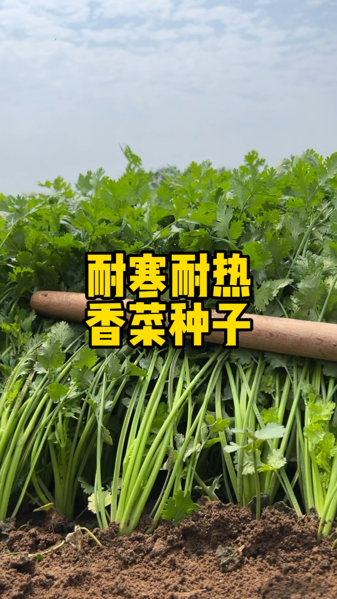 耐寒耐热香菜种子