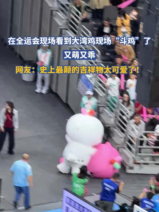 在全运会现场看到大湾鸡现场“斗鸡”了,又萌又乖