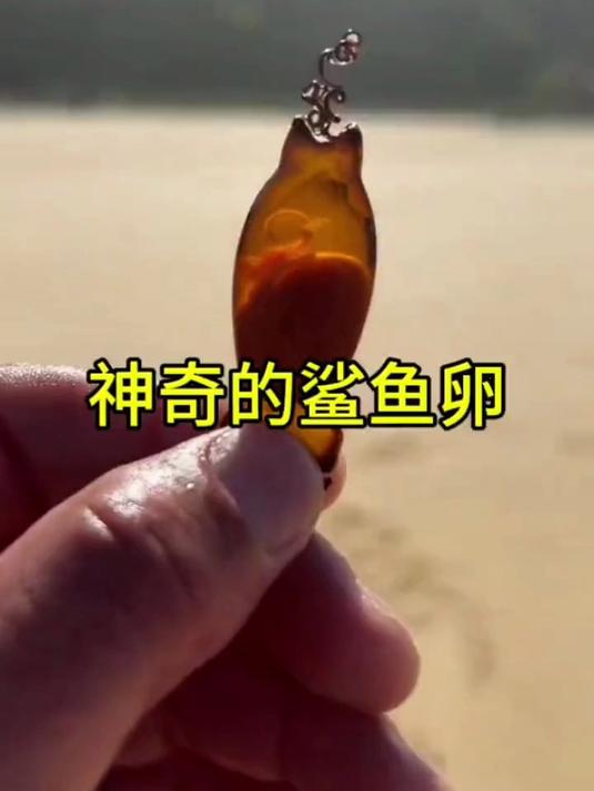 螺旋状的鲨鱼卵你见过吗
