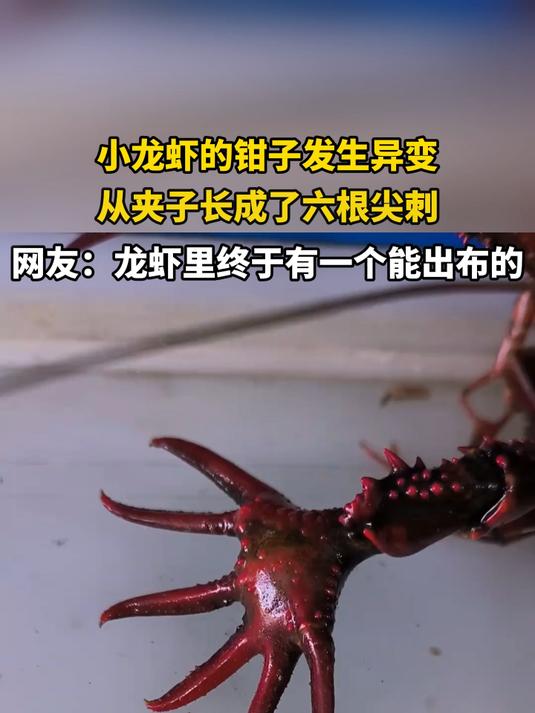 小龙虾的钳子发生异变,从夹子长成了六根尖刺