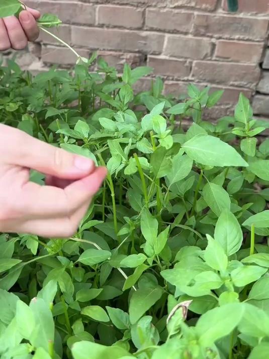 一到这季节蚂蚁菜满地都是爷爷带我们挖从小吃到大的