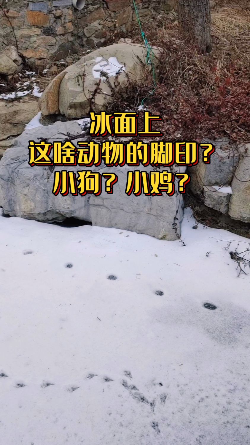 逛威海里口山,冰面上这是啥小动物的足迹?小狗?小鸡?
