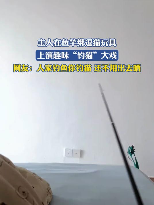 主人在鱼竿绑逗猫玩具，上演趣味“钓猫”大戏，网友：人家钓鱼你钓猫还不用出去晒