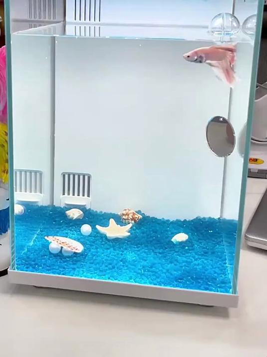 斗鱼换水有讲究,小米鱼缸来助力,养鱼经验分享