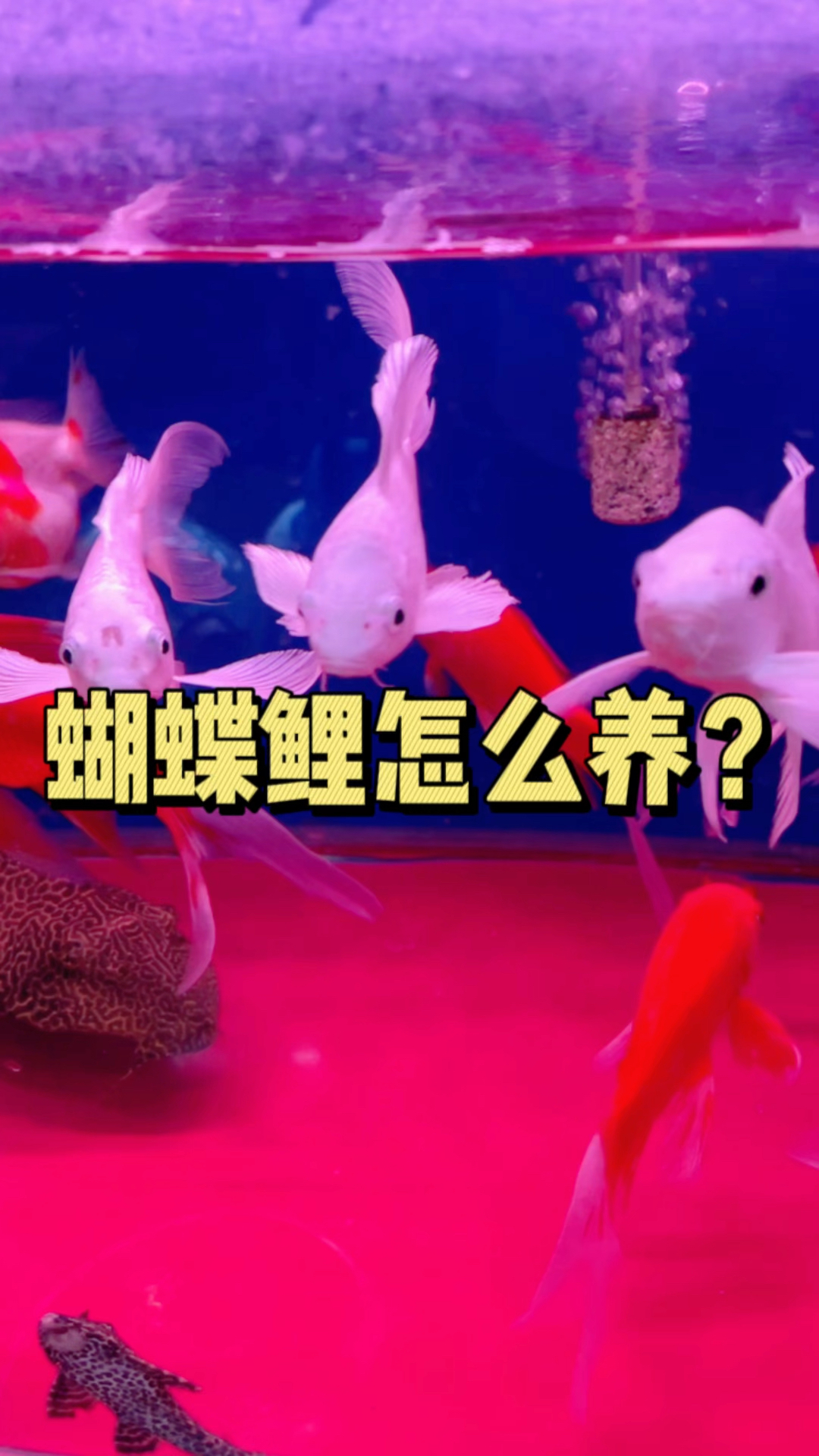 蝴蝶鲤怎么样养?#水族#蝴蝶鲤 #养鱼日记