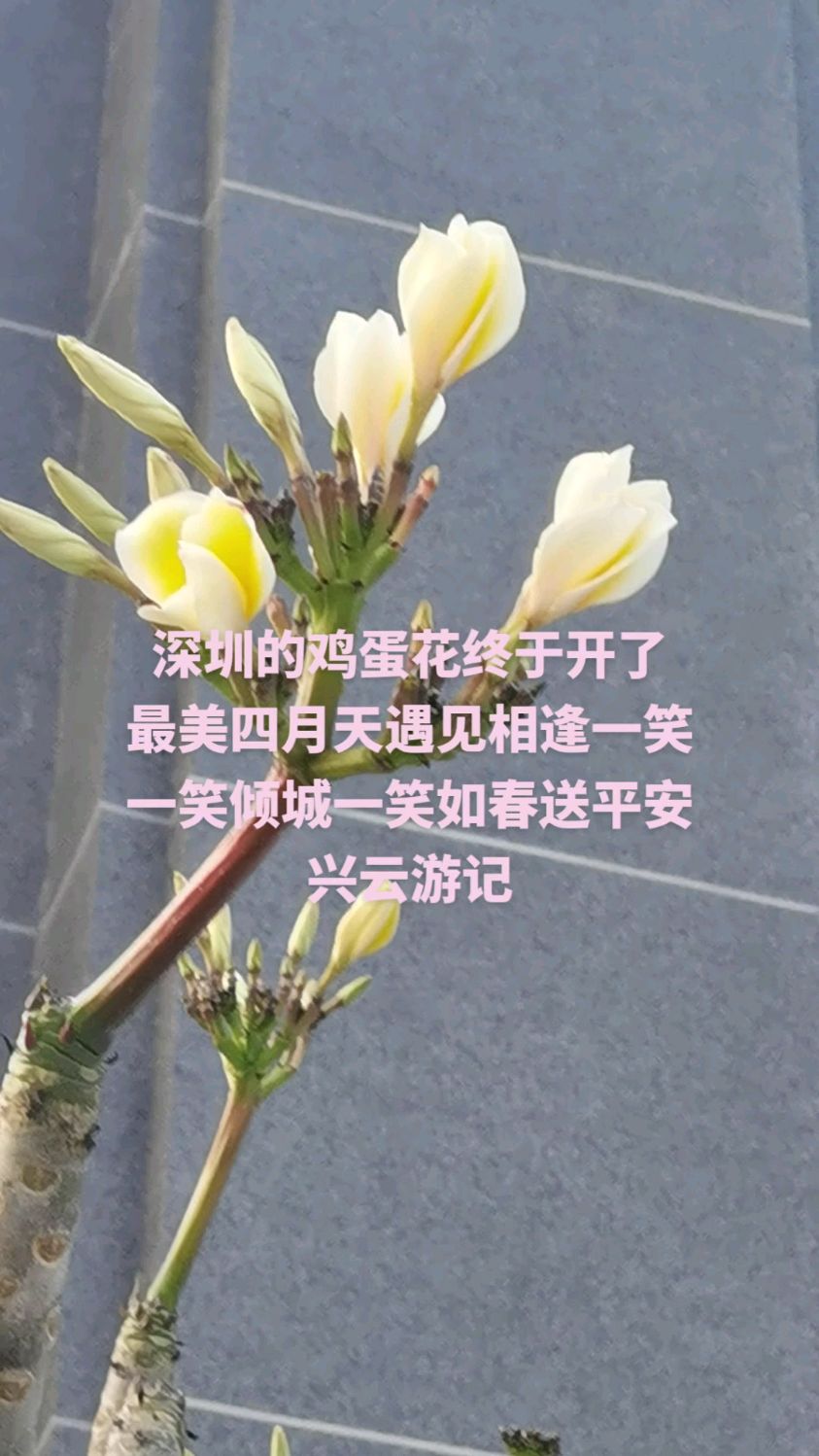深圳的鸡蛋花终于开了