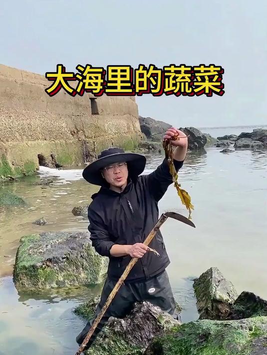 大海里的蔬菜，礁石上到处都是裙带菜，涮火锅太好吃了