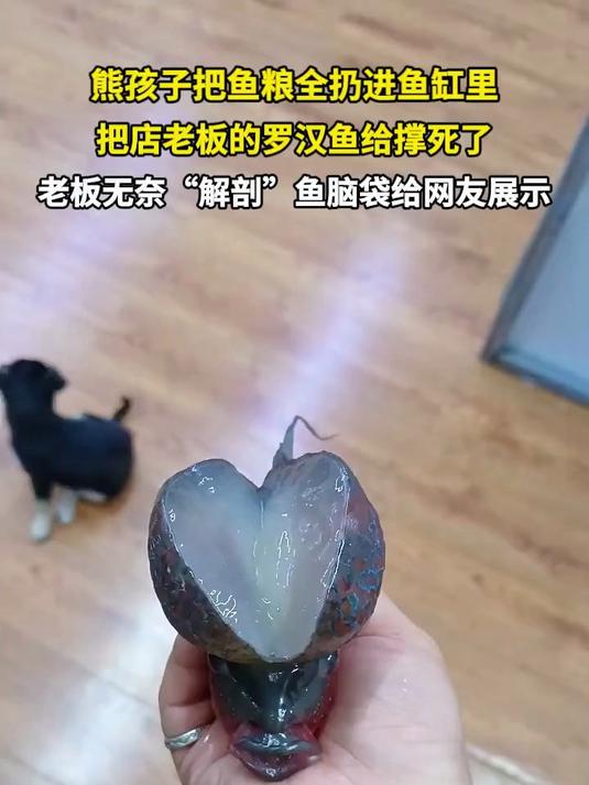 熊孩子把鱼粮全扔鱼缸 老板罗汉鱼给撑死 老板无奈解剖鱼脑袋展示