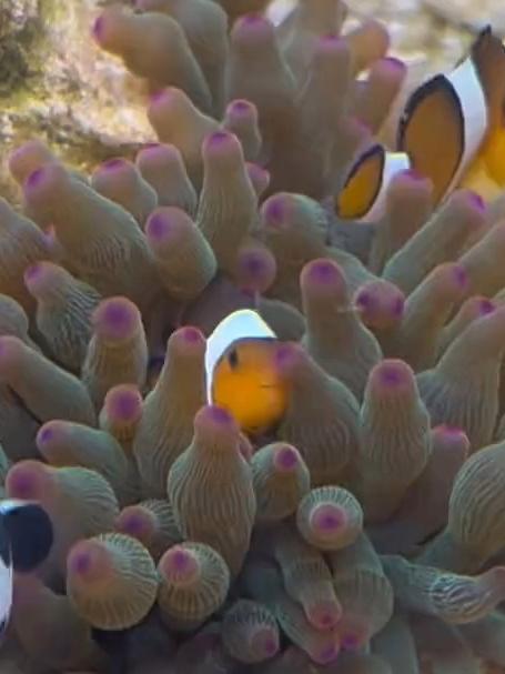 多莉终于不再孤独了！小丑鱼 养鱼日记 海缸日记 野兽领主新