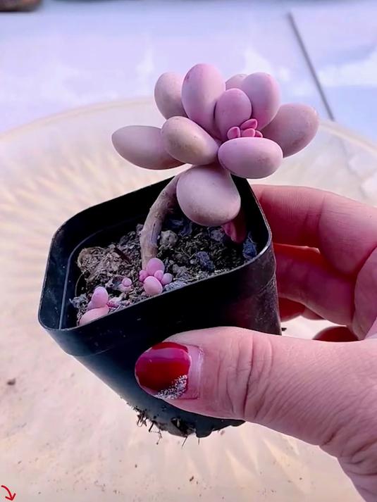 胖胖的多肉超级可爱