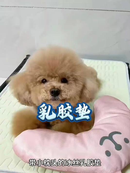 丝丝滑滑凉而不冰的乳胶垫,铺在哪里都好看,狗狗喜欢睡上面