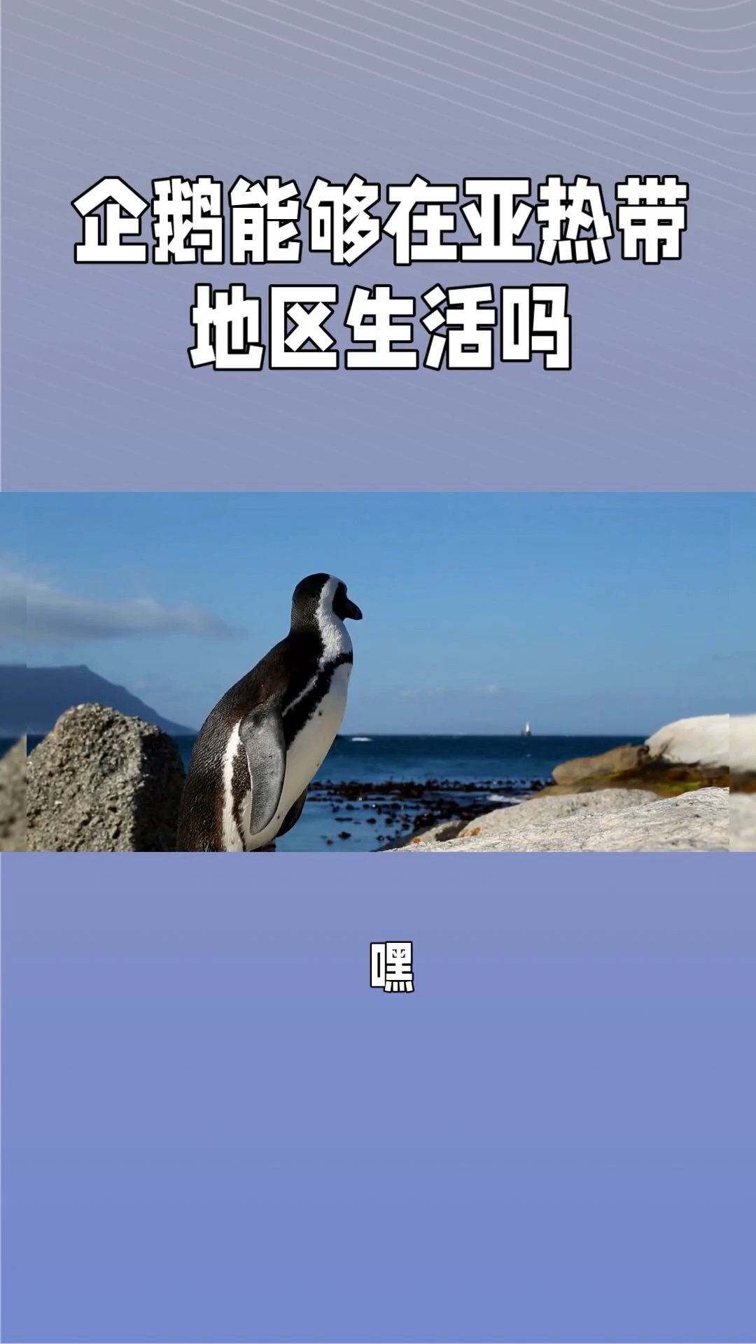 企鹅在亚热带能生活吗